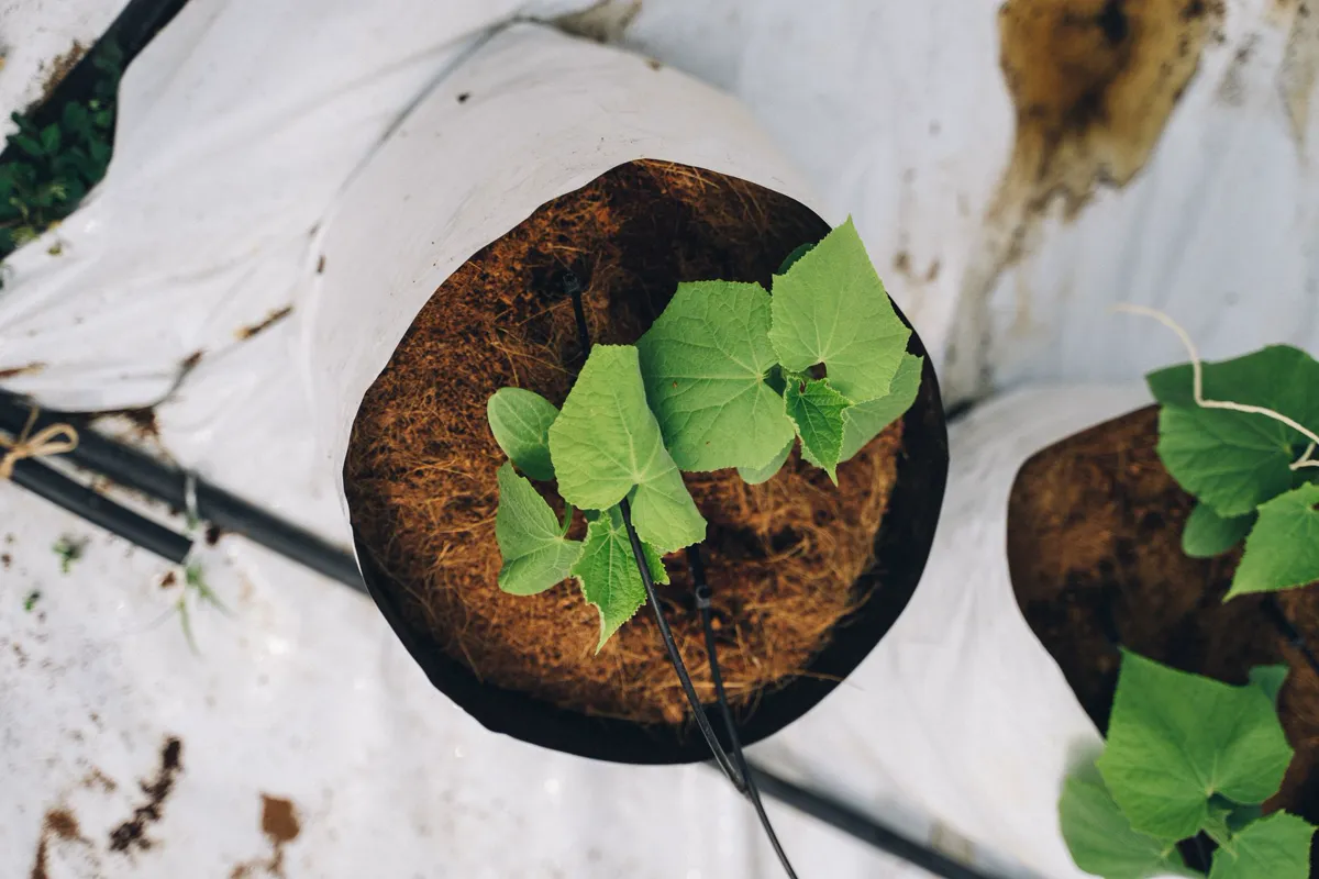 Young cucumber plant growing in a coir-filled grow bag on white mulch film with a drip line running past
