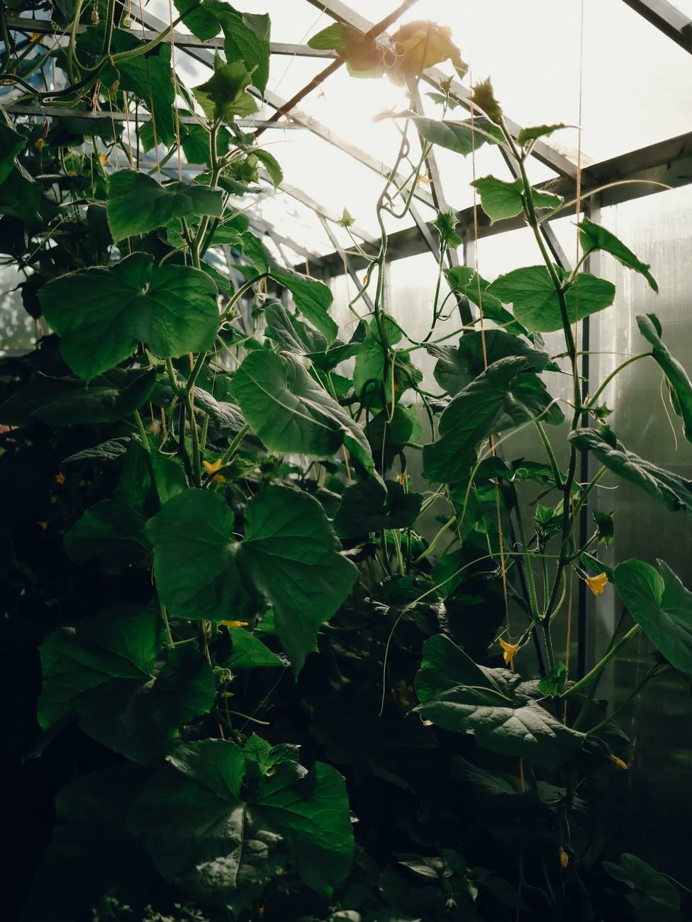 Cucumber vines climbing strings inside a greenhouse with dense dark green foliage