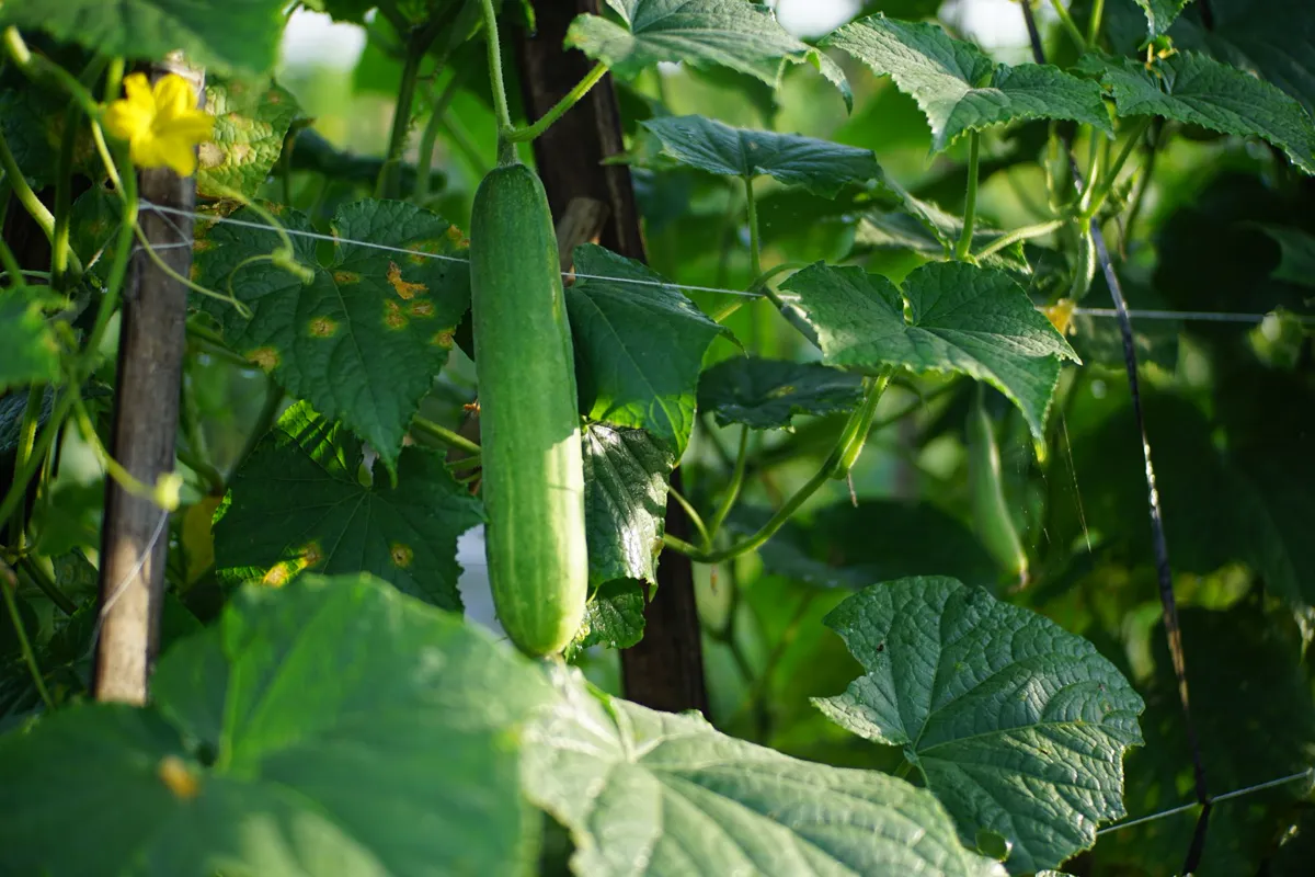 Cucumber vine with angular yellow blotches spreading between the veins of several leaves
