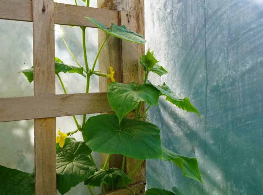 Cucumber vine with yellow flowers climbing a wooden lattice trellis inside a plastic greenhouse