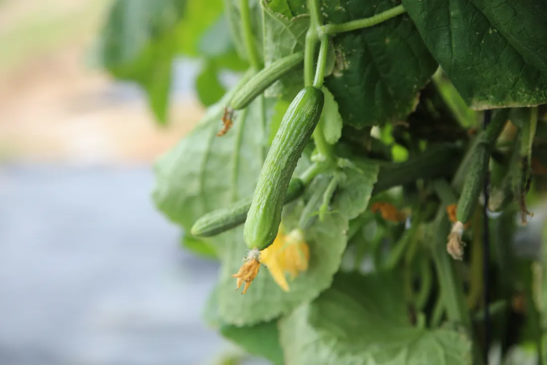 A healthy cucumber plant with green leaves