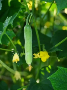 Why Are My Cucumbers Bitter? 5 Causes and Proven Fixes