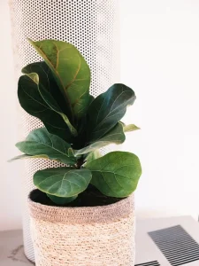 Why Are My Fiddle Leaf Fig Leaves Turning Yellow? Fixes