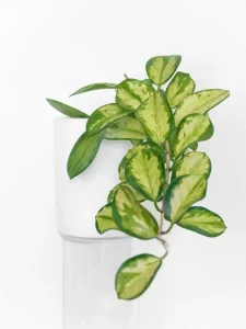 Why Are My Hoya Leaves Turning Yellow? Causes and Fixes