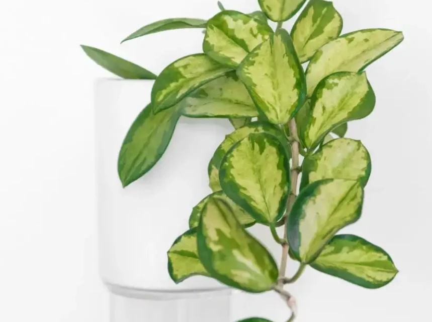 A variegated hoya plant with waxy green and cream leaves in a white pot