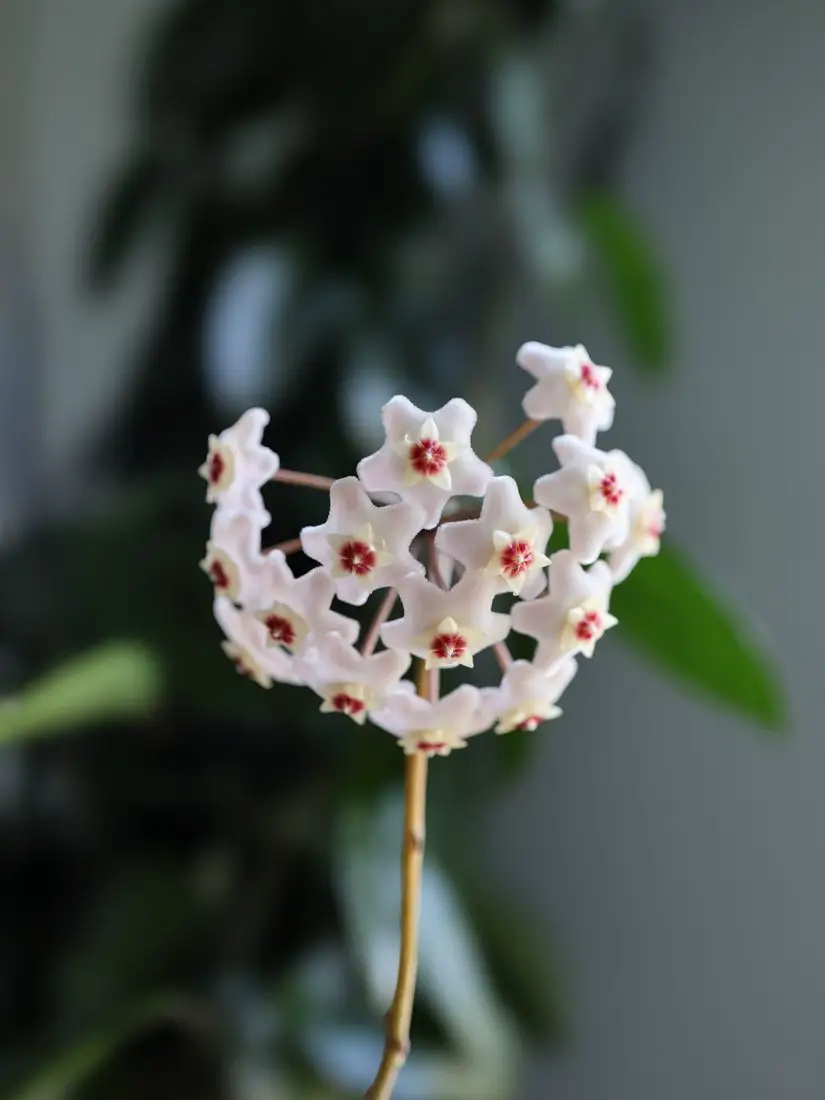 Why are my hoya leaves turning yellow — a healthy flowering hoya carnosa for comparison