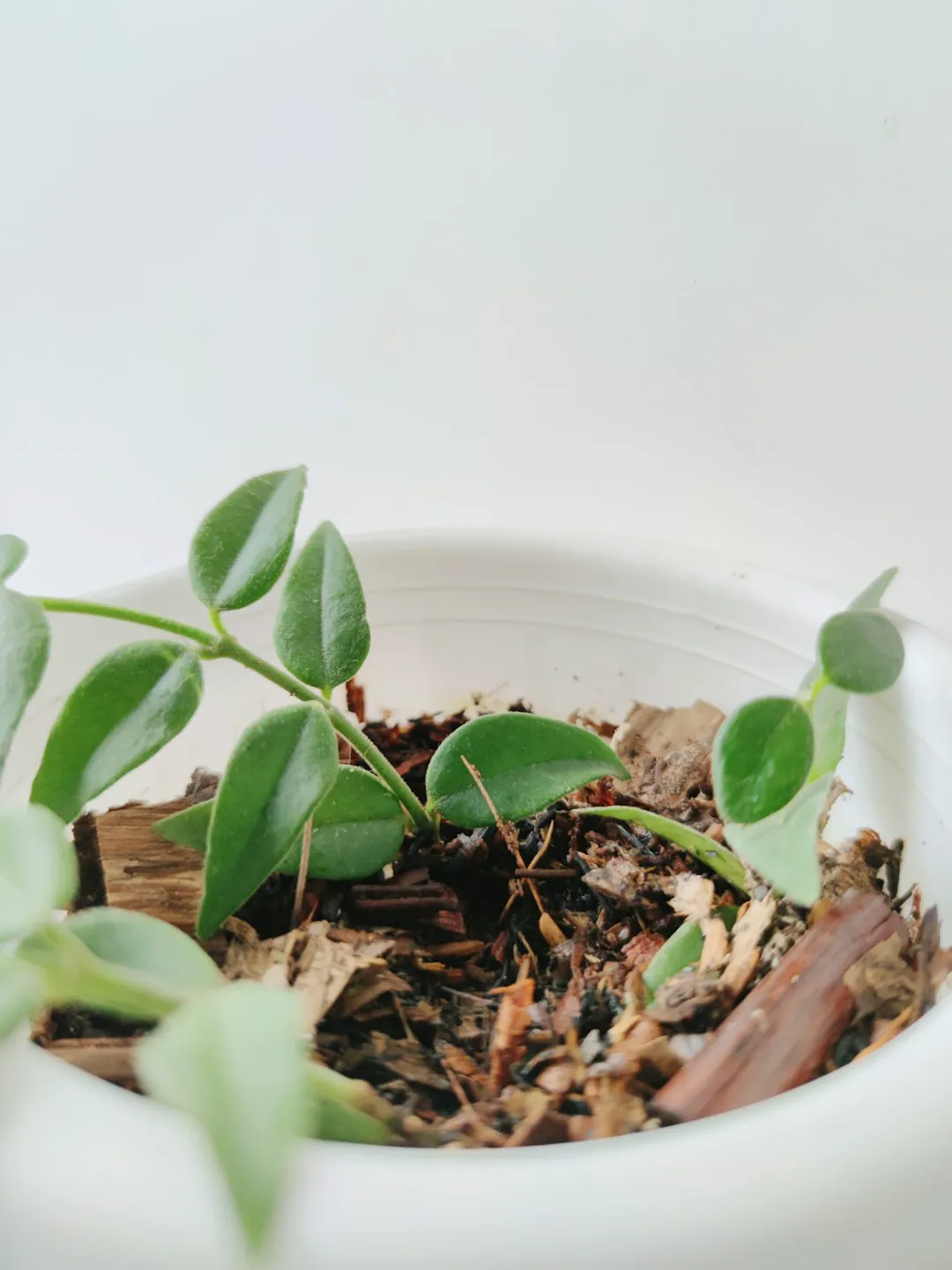 Young hoya rooted in a chunky bark and perlite potting mix