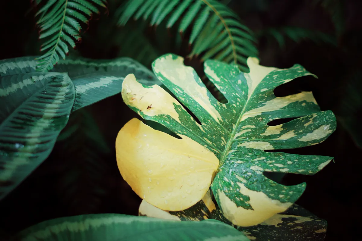 Variegated monstera leaf with natural cream and yellow patches