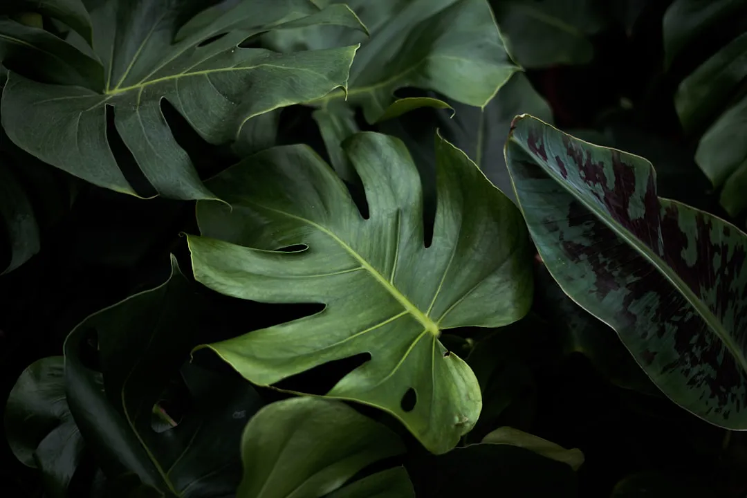 Healthy deep green monstera leaves with strong fenestrations