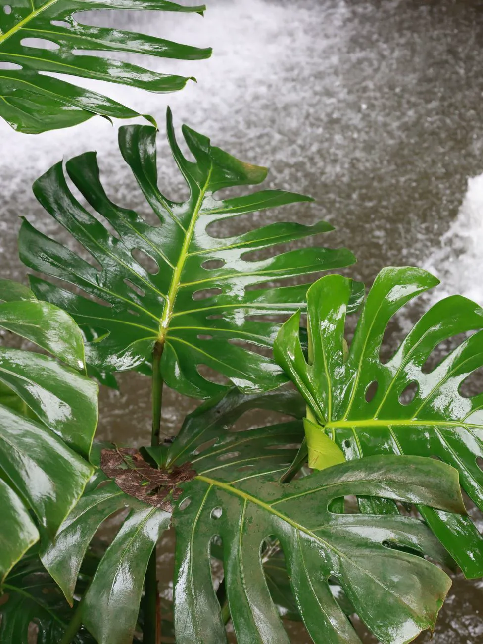 Glossy green fenestrated monstera plant thriving after rain