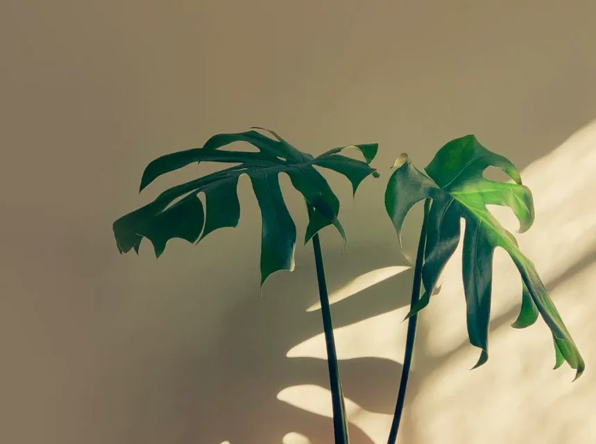 Young monstera with two split leaves in a terracotta-coloured pot against a sunlit wall