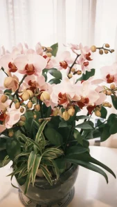 Why Are My Orchid Leaves Turning Yellow? 6 Causes and Fixes