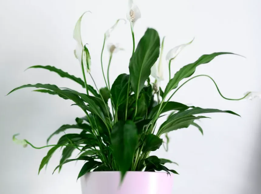 Why are my peace lily leaves curling — a healthy peace lily with glossy dark leaves and white spathe flowers in a pot