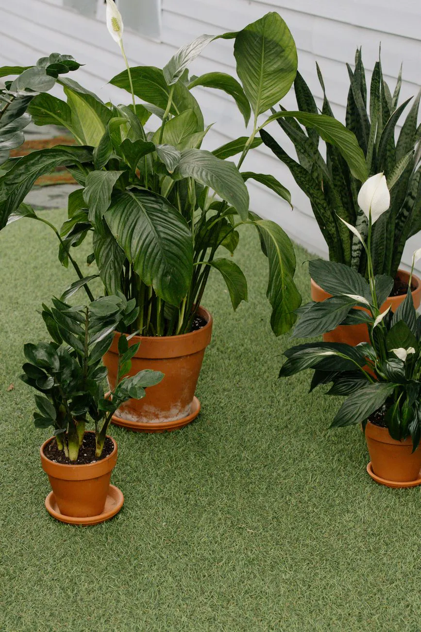 peace lily and other houseplants in terracotta pots grouped together on a shaded patio