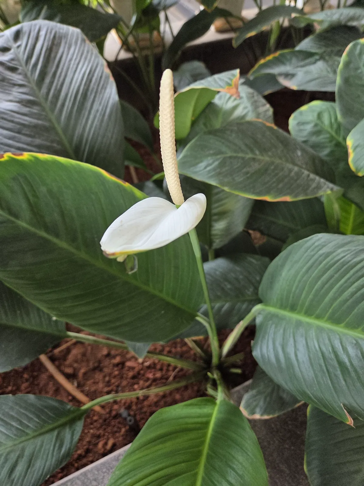peace lily white spathe above dark green leaves showing yellow and brown leaf tips
