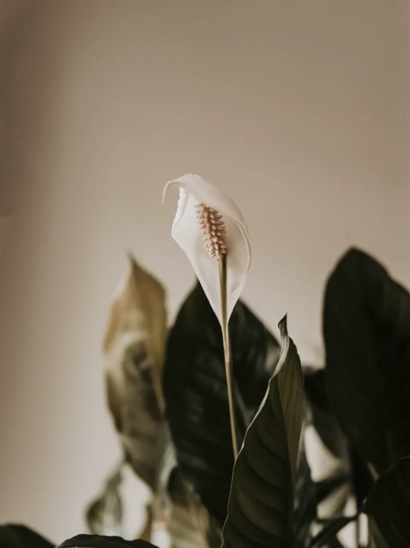 Close-up of the glossy dark leaves and white spathe of a peace lily