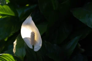 Why Are My Peace Lily Leaves Turning Yellow? 7 Causes and Fixes