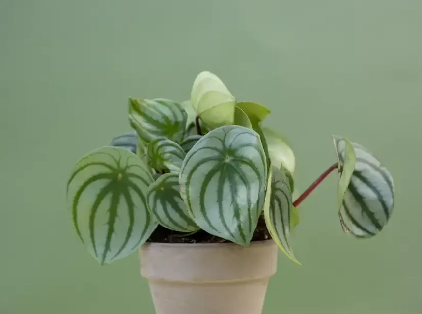 Why are my peperomia leaves curling — a healthy peperomia with thick, firm rounded leaves in a pot