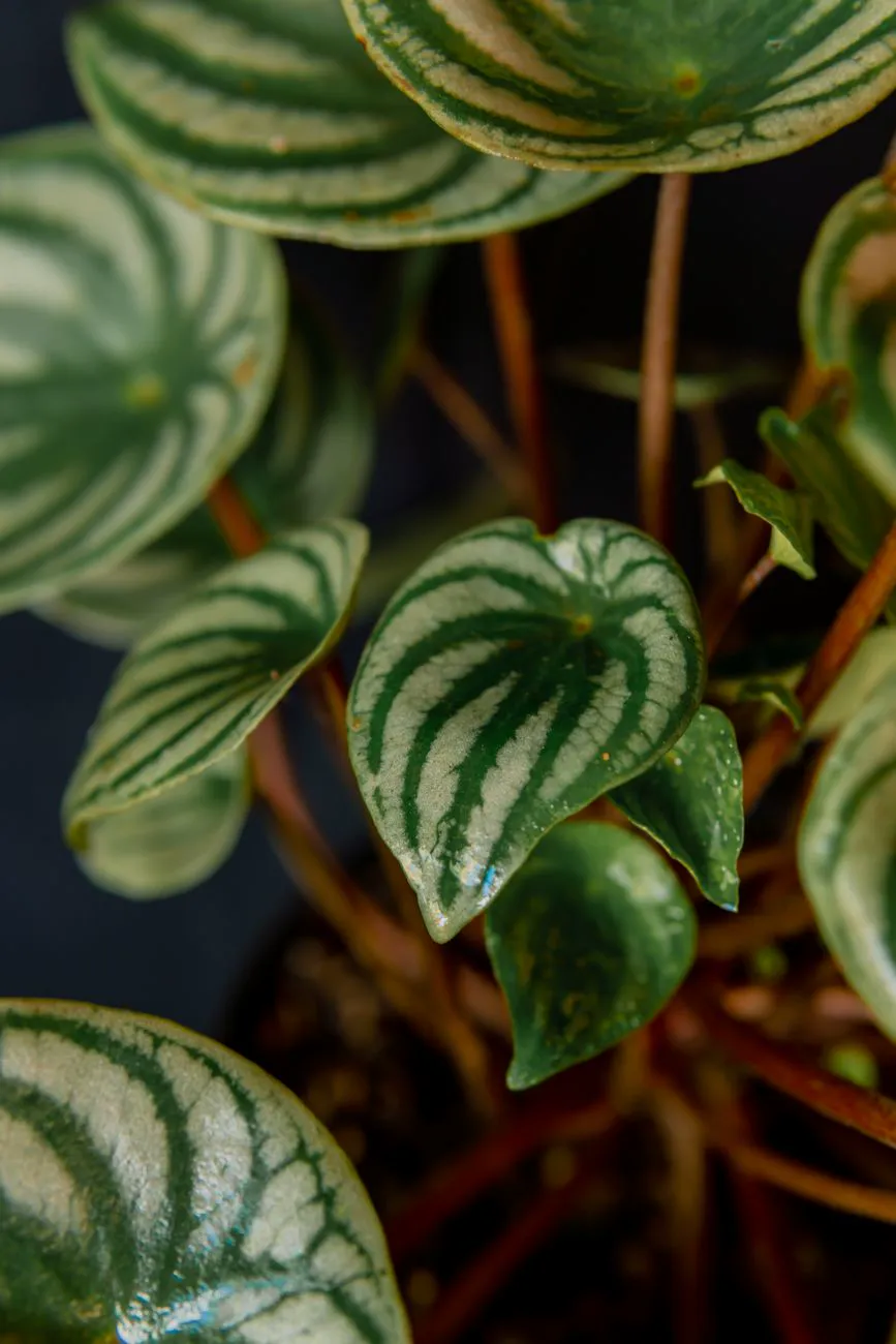 Watermelon peperomia with naturally rippled silver-striped leaves