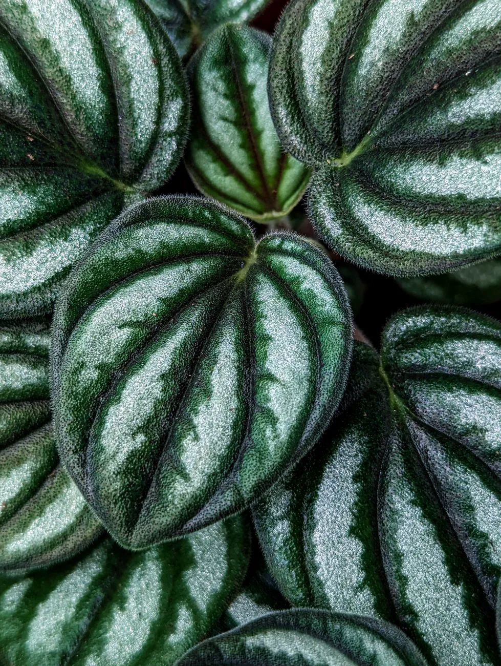 Close-up of watermelon peperomia leaves cupping along the veins
