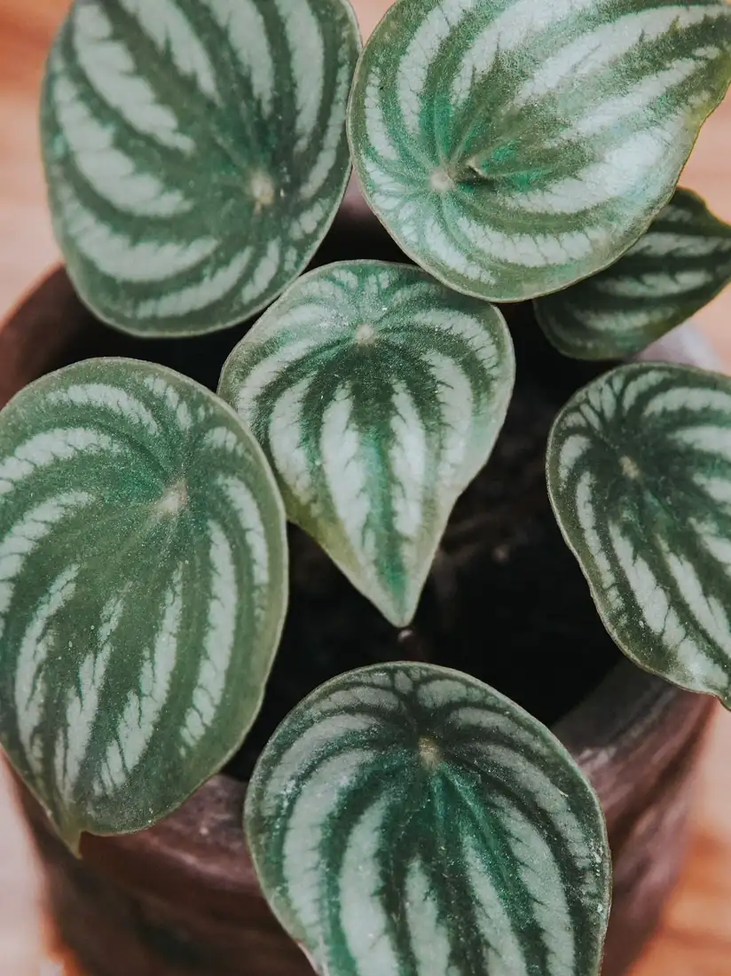 Close-up of the thick textured leaves of a peperomia