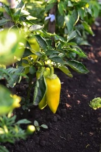 Why Are My Pepper Flowers Falling Off? 6 Causes and Fixes