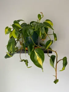 Why Are My Philodendron Leaves Curling? Causes and Fixes