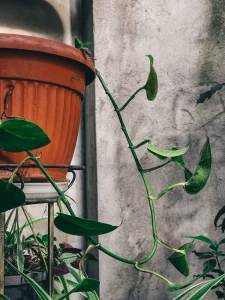 Why Are My Pothos Leaves Curling? Causes and Fixes