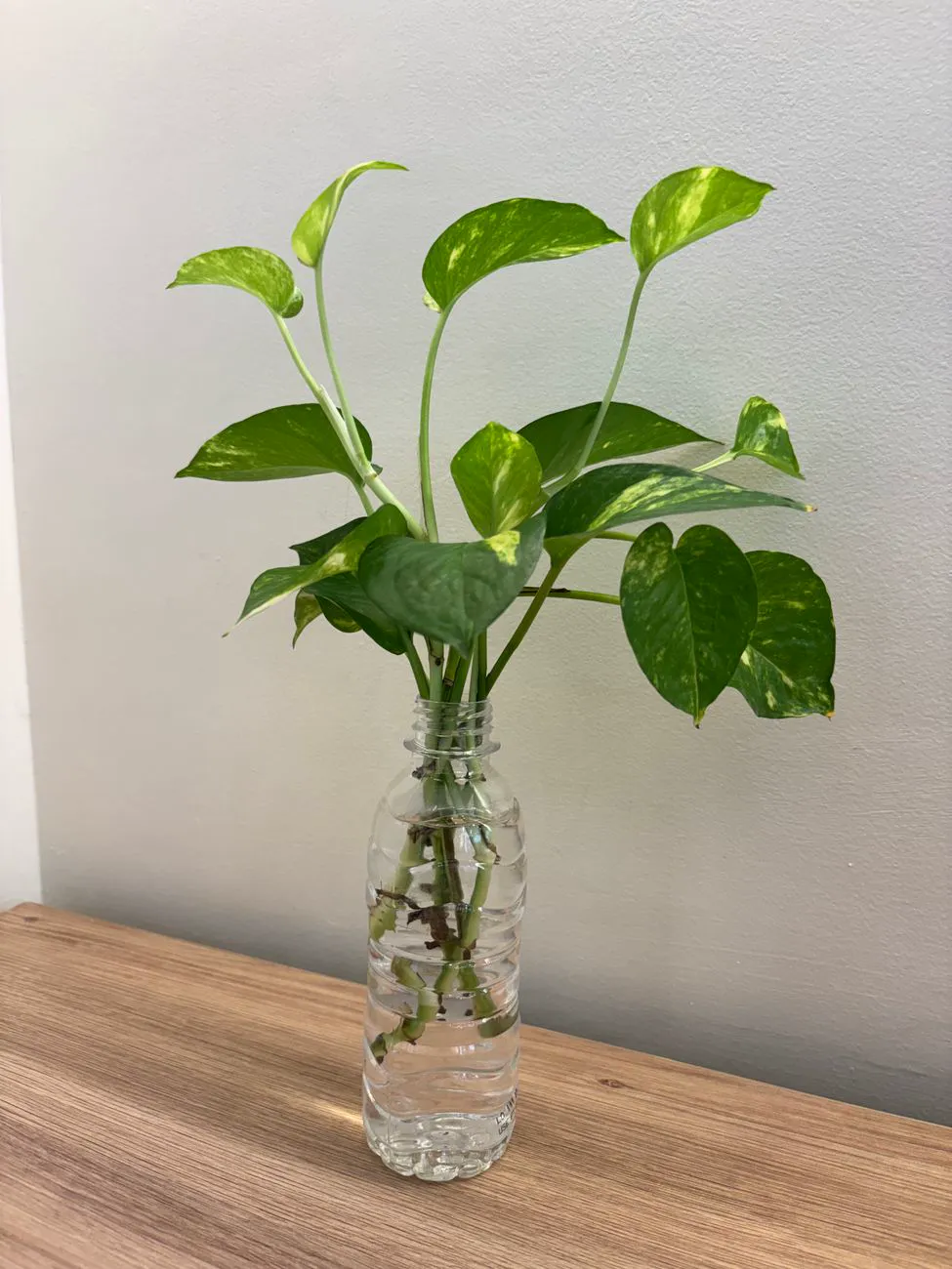 Pothos cuttings with small young leaves rooting in a water bottle