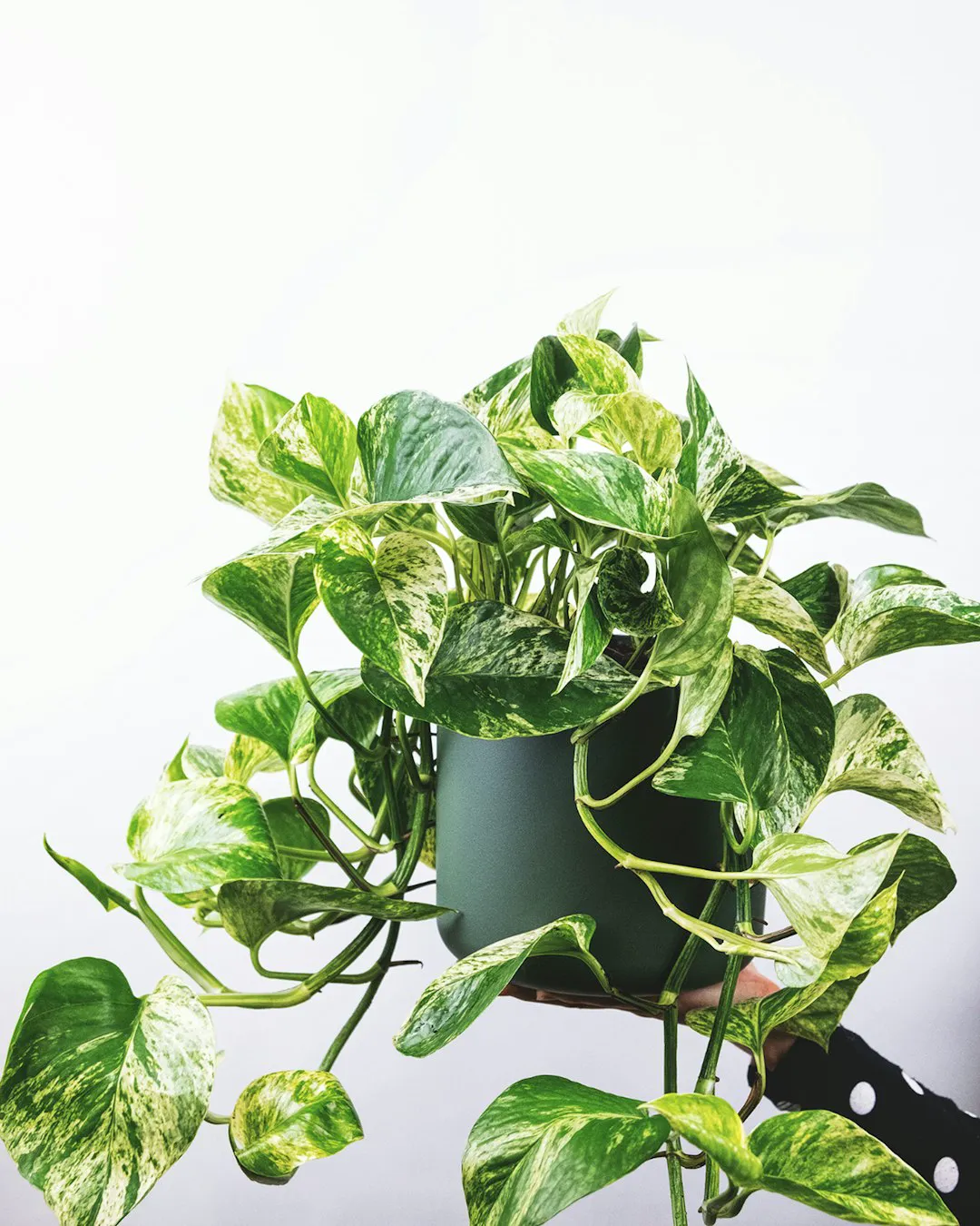 Full marble queen pothos with variegated white and green leaves