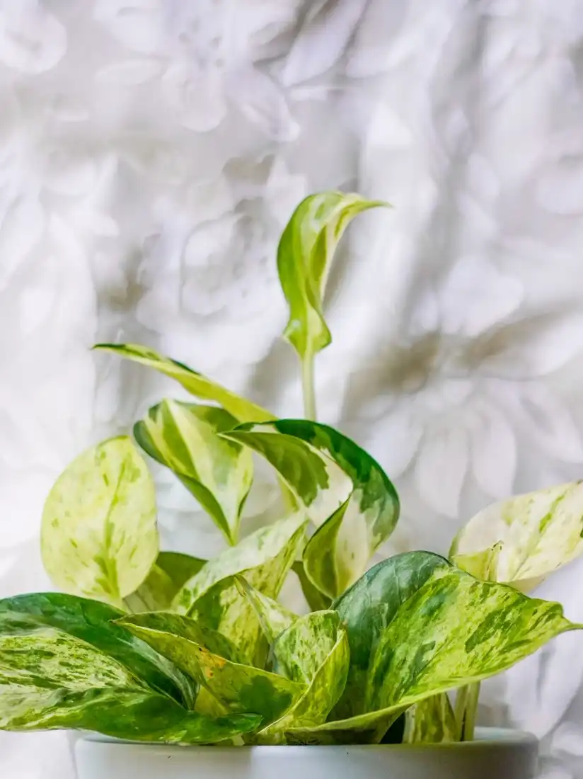 Close-up of the heart-shaped variegated leaves of a pothos