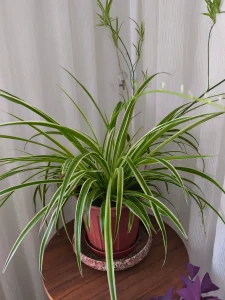 Why Are My Spider Plant Tips Turning Brown? 6 Causes and Fixes