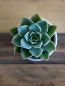 Why Are My Succulent Leaves Splitting? Causes and Fixes