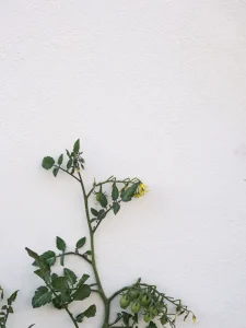 Why Are My Tomatoes Not Fruiting? 6 Causes and Fixes