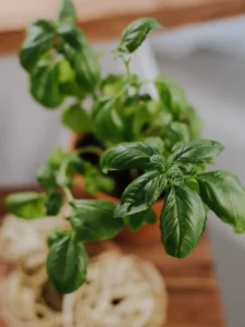 Why Are There Black Spots on My Basil? 4 Causes and Fixes