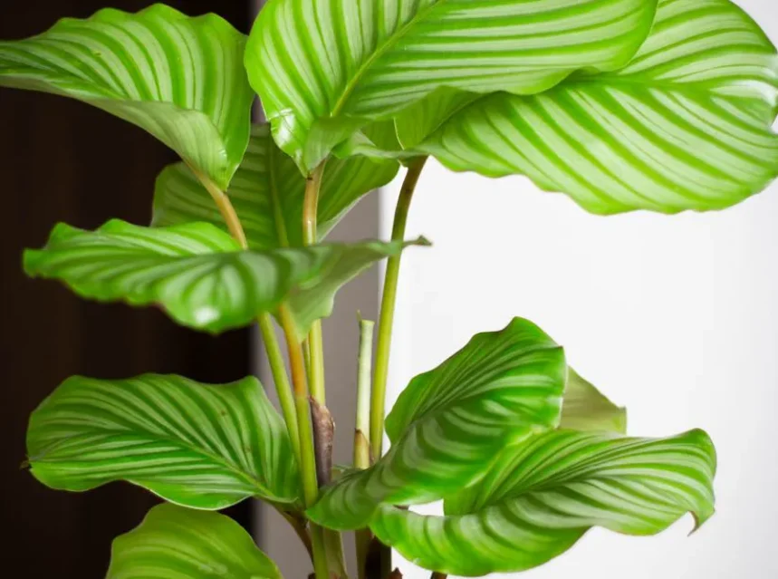 Why do my calathea leaves have crispy edges — a calathea with patterned leaves growing in a pot