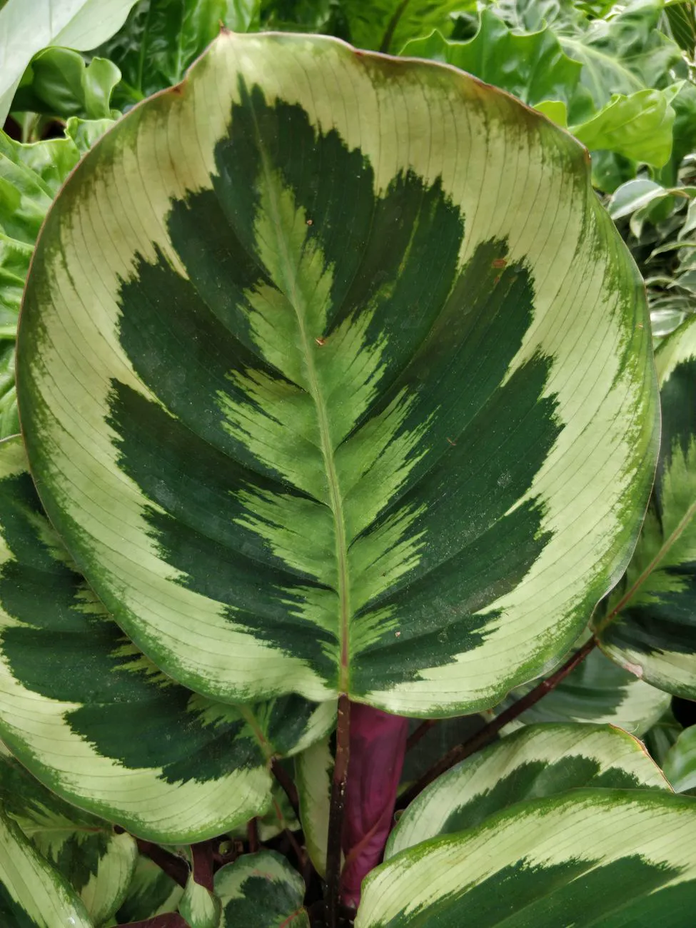 Calathea makoyana leaf close-up showing green feather markings and a browning edge