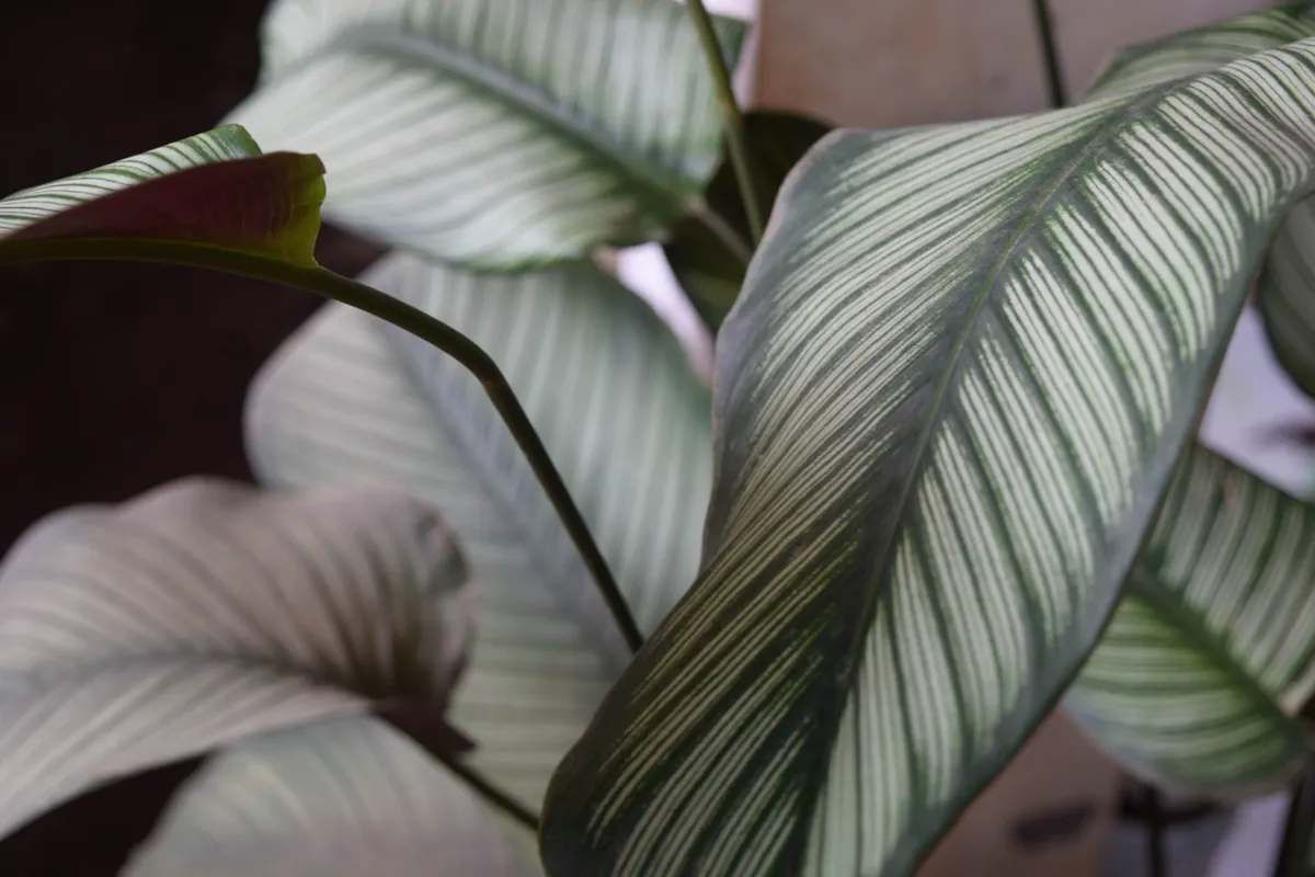 Pale silver-green calathea leaves with a new leaf unfurling and showing its purple underside