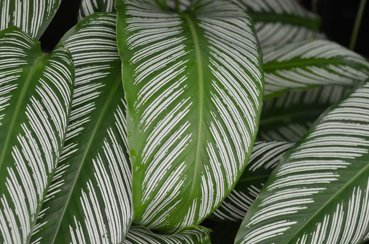 Calathea ornata leaves with fine white pinstripes and water droplets sitting on the surface