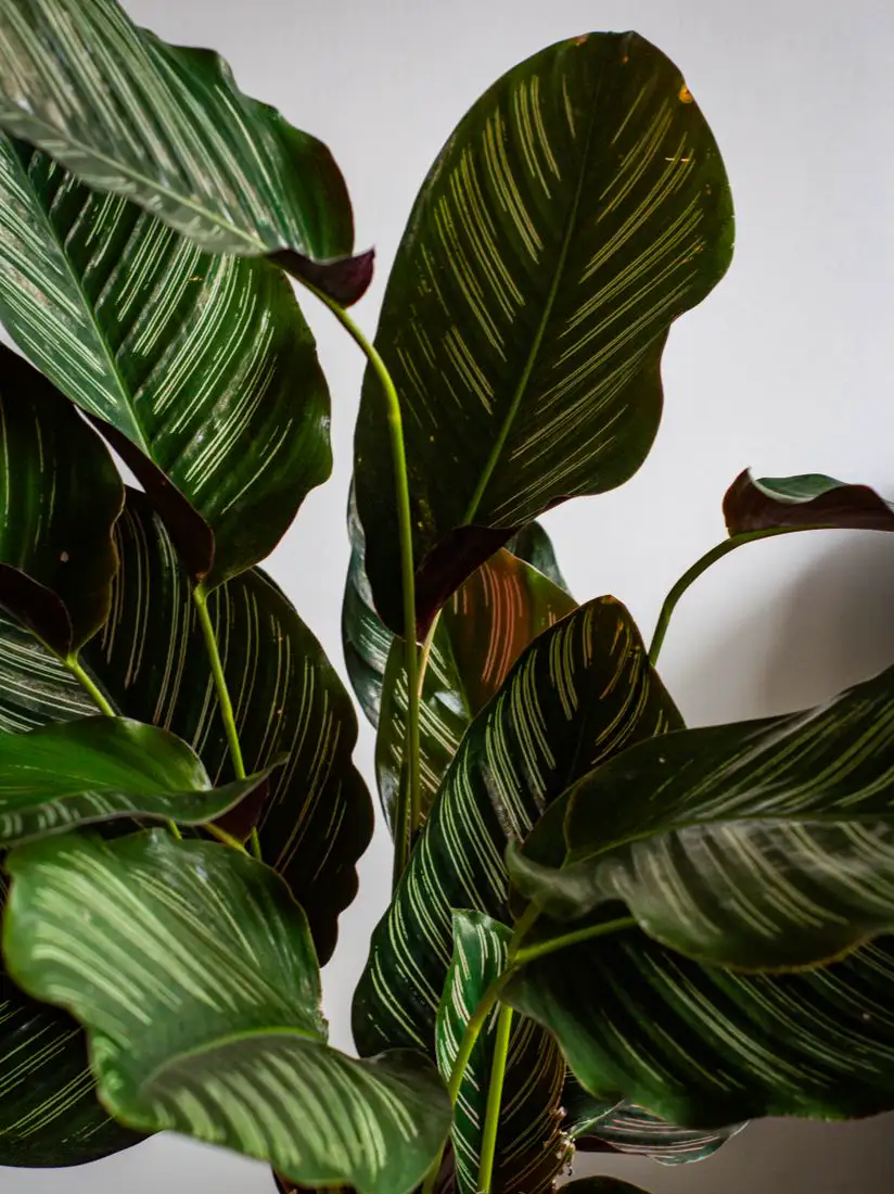 Close-up of the pinstripe patterned leaves of a calathea