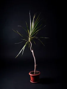 Why Does My Dracaena Have Brown Tips? Causes and Fixes