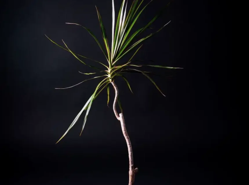 Why does my dracaena have brown tips — a dracaena marginata dragon tree in a terracotta pot