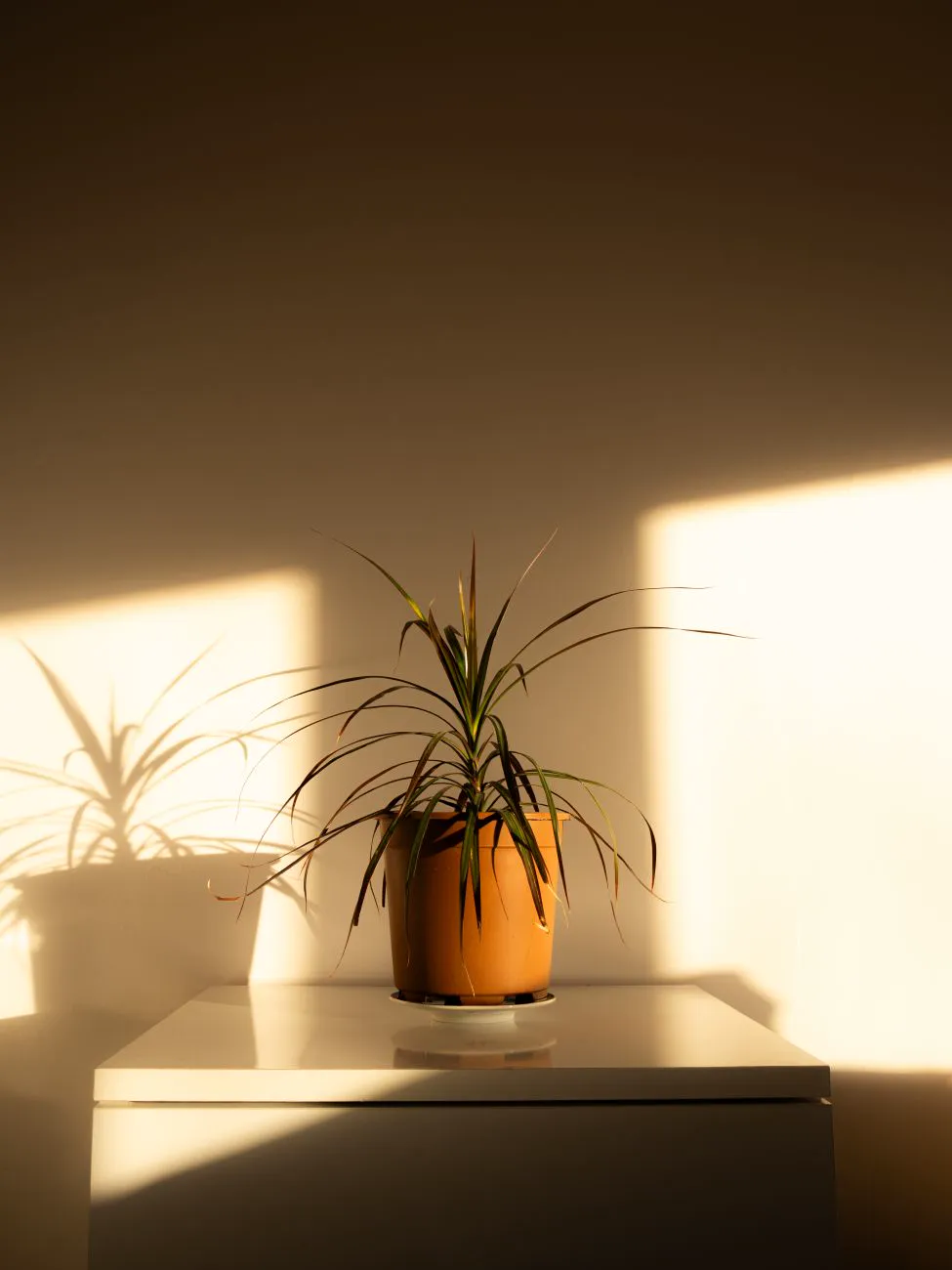 Dracaena in a pot on a sideboard lit by low afternoon sun