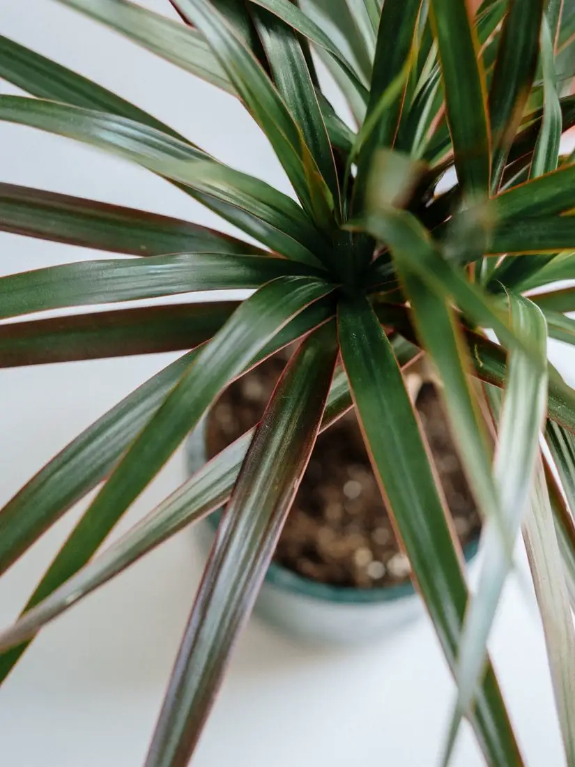 Close-up of dracaena marginata leaves with red edges