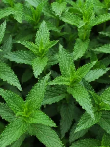 Why Does My Mint Have Orange Spots? Mint Rust Fix Guide