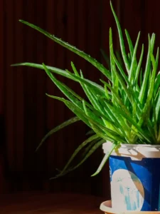 Why Is My Aloe Mushy? Root Rot Rescue in 6 Clear Steps