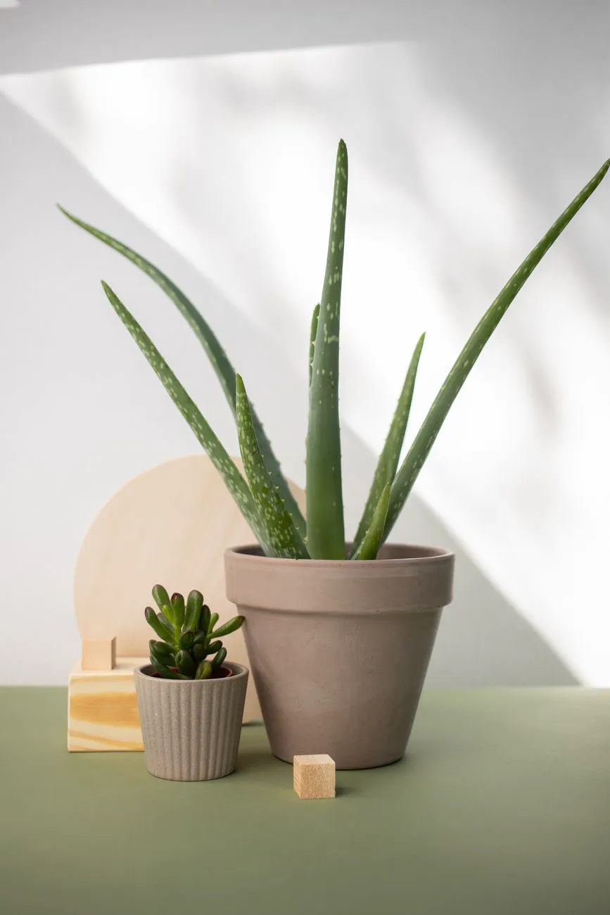 Upright healthy Aloe vera in a grey pot beside a small succulent