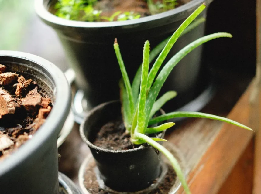Young aloe vera in a small black plastic pot on a windowsill beside larger pots of bark and soil