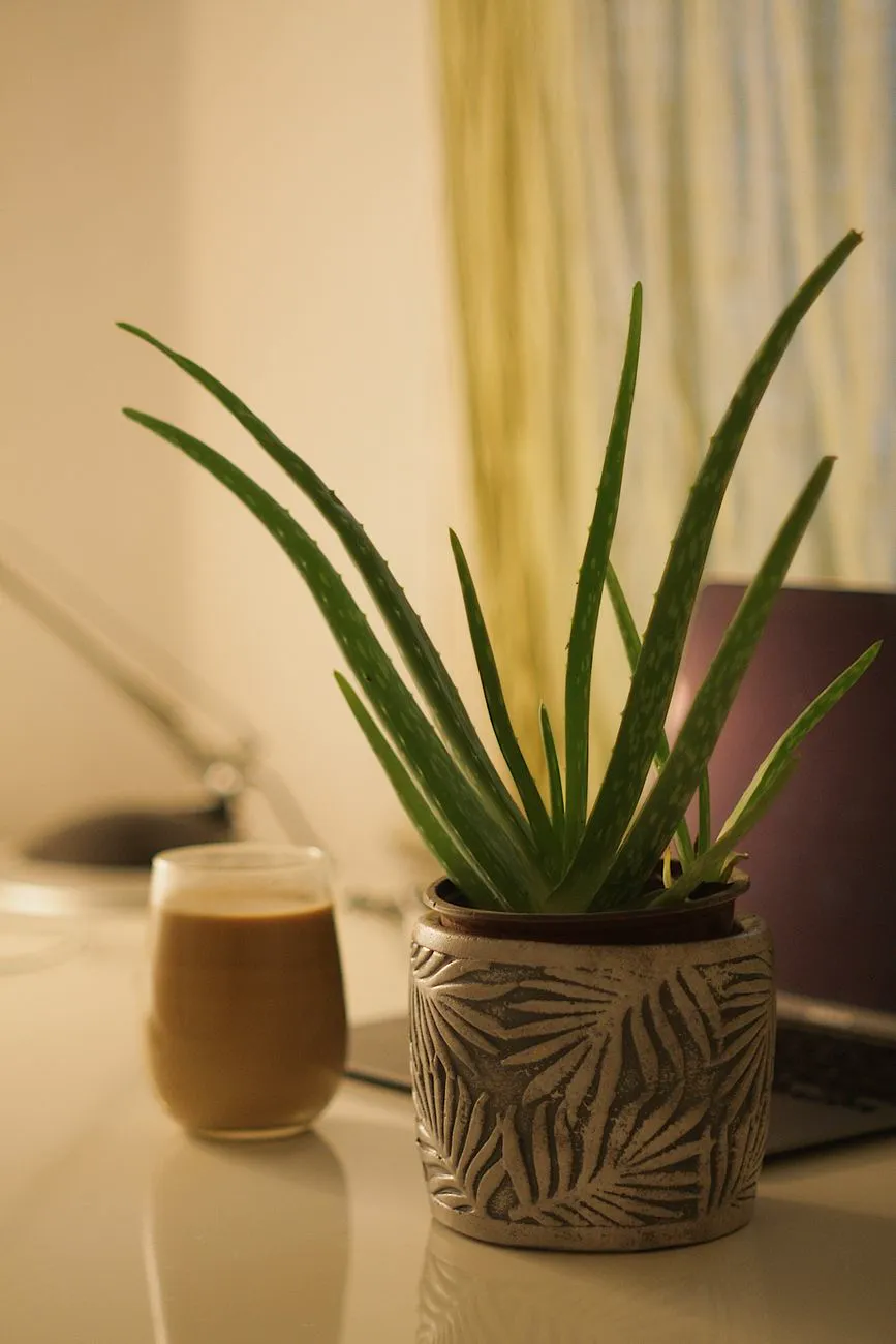 A healthy upright aloe vera plant in a pot