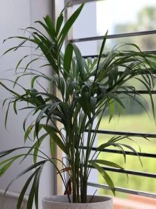 Why Is My Areca Palm Turning Yellow? Causes and Fixes